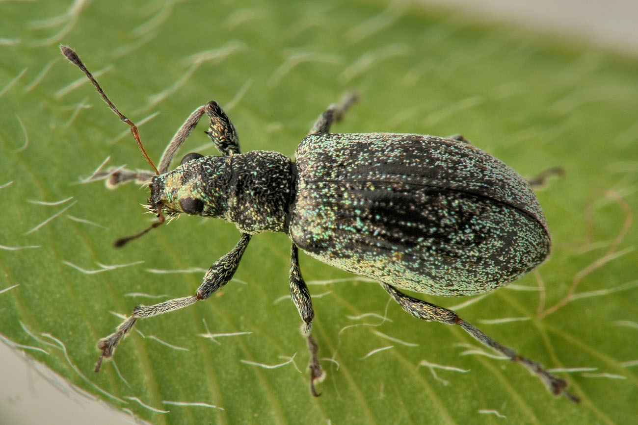 Curculionidae: Phyllobius sp?  No, Polydrusus cervinus, femmina
